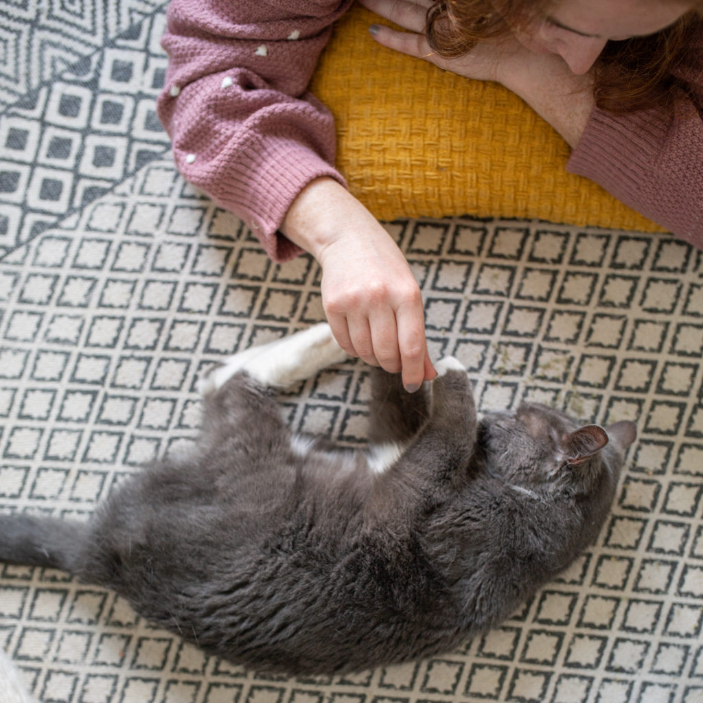 Amanda lying down playing with a grey cat, which is curled up and batting at her fingers