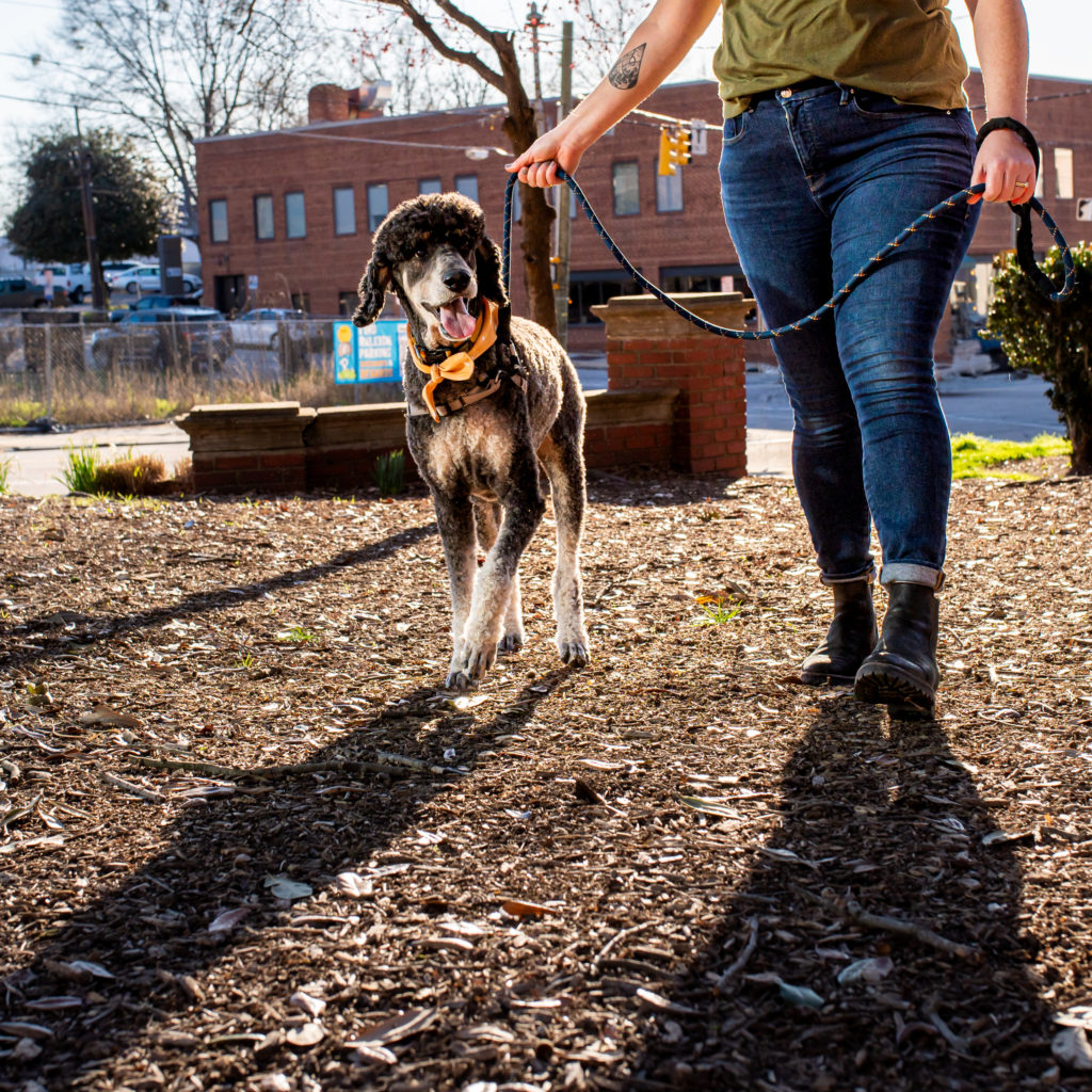 Amanda walking a standard poodle in a park